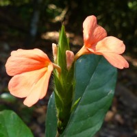 Crossandra infundibuliformis subsp. arida L.H.Cramer